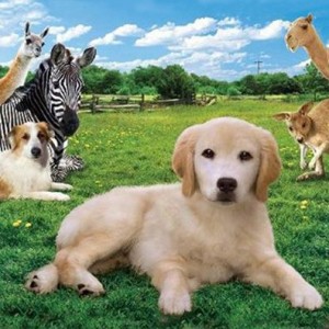 Esse cachorrinho vai aprontar todas