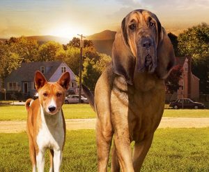 O Golden é a estrela do filme